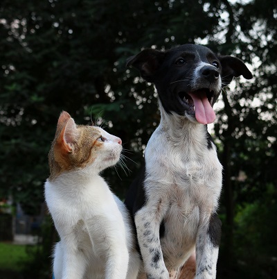 assurance-animaux-de-compagnie